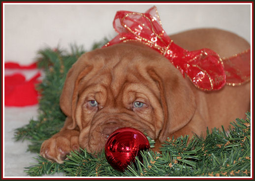 kerst pup12.jpg